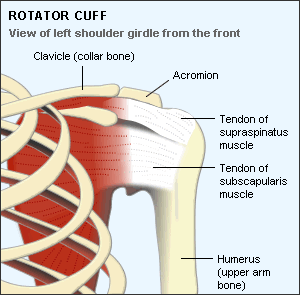 Torn Ligament restoration technique