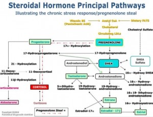 Steroid hormone synthesis in pregnancy